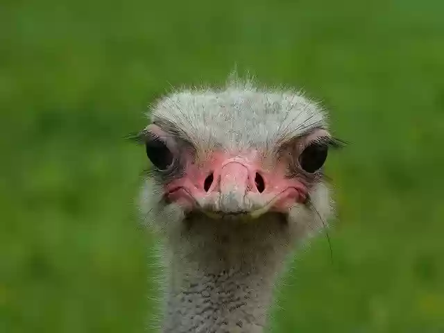 Free download Bird Ostrich Animal -  free photo or picture to be edited with GIMP online image editor