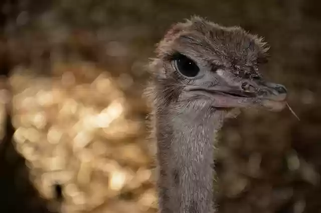 Free download bird ostrich eyes ornithology free picture to be edited with GIMP free online image editor