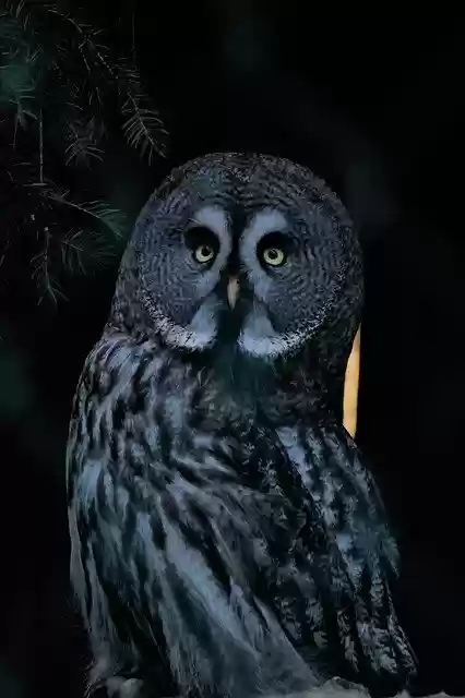 Descarga gratuita Bird Owl Nocturnal: foto o imagen gratuita para editar con el editor de imágenes en línea GIMP