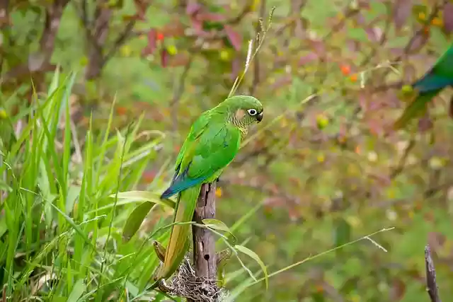 Free download bird parakeet parrot green free picture to be edited with GIMP free online image editor