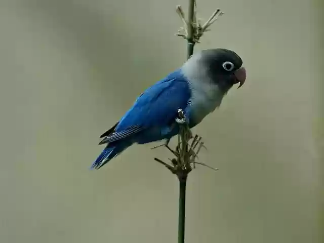 Free download bird parrot blue bird small bird free picture to be edited with GIMP free online image editor