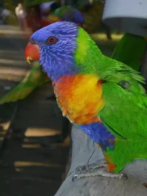 Free download Bird Parrot Parakeet -  free photo or picture to be edited with GIMP online image editor