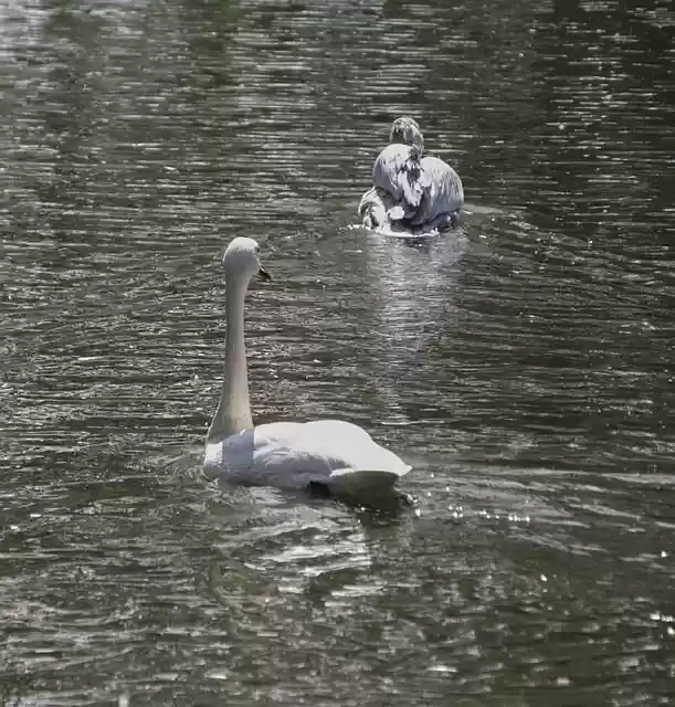 Free download bird pelican swan wading chasing free picture to be edited with GIMP free online image editor