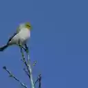 Bird perched on a branch  screen for extension Chrome web store in OffiDocs Chromium