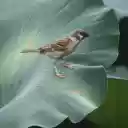 Bird perches on lotus branch  screen for extension Chrome web store in OffiDocs Chromium