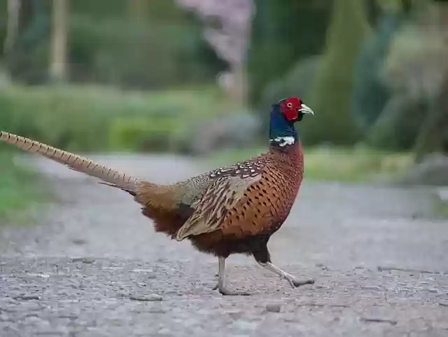 Free download bird pheasant ornithology species free picture to be edited with GIMP free online image editor