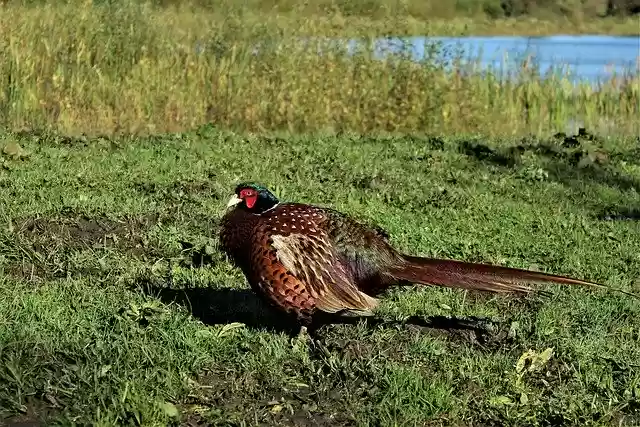 Free download Bird Pheasant Plumage -  free free photo or picture to be edited with GIMP online image editor