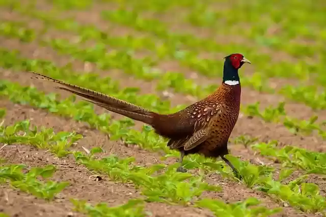 Free download bird pheasant plumage multicoloured free picture to be edited with GIMP free online image editor