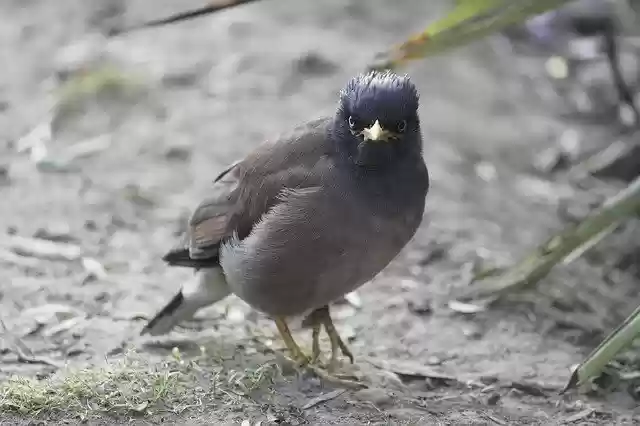 Free download Bird Photography Outdoor Nature -  free photo or picture to be edited with GIMP online image editor