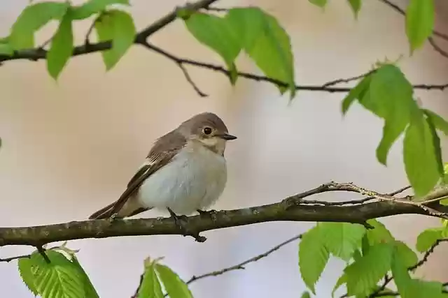 Free download bird pied flycatcher ornithology free picture to be edited with GIMP free online image editor
