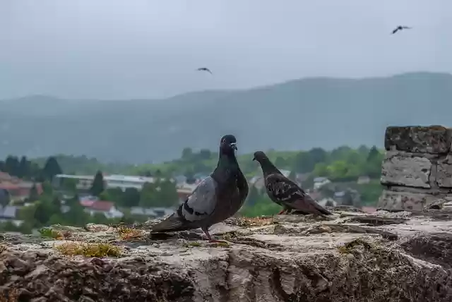Free download bird pigeon animal ornithology free picture to be edited with GIMP free online image editor