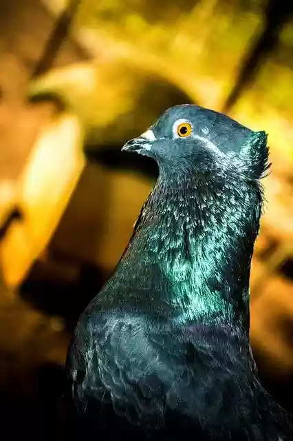 Free download Bird Pigeon Dov -  free photo or picture to be edited with GIMP online image editor