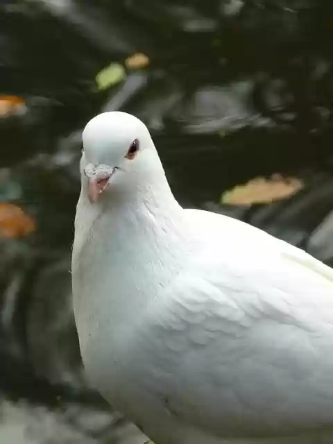 Free download bird pigeon feathers beak pond free picture to be edited with GIMP free online image editor