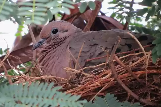 Free download Bird Pigeon Nest -  free photo or picture to be edited with GIMP online image editor