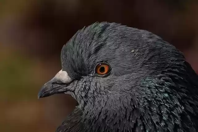 Free download bird pigeon ornithology species free picture to be edited with GIMP free online image editor