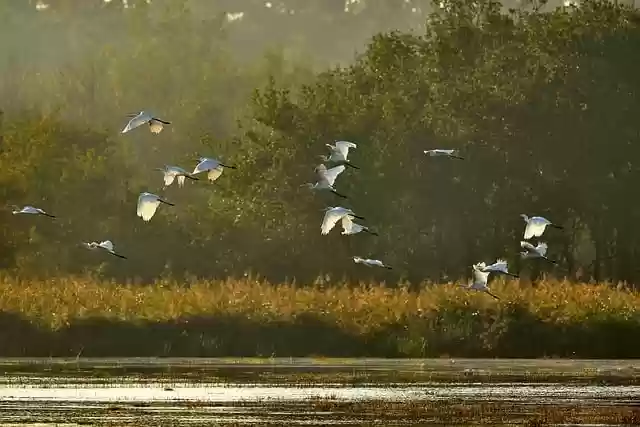 Free download bird pond forest egret sun free picture to be edited with GIMP free online image editor