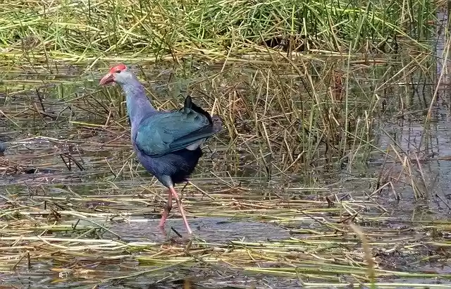 Free download Bird Purple Swamphen -  free photo or picture to be edited with GIMP online image editor