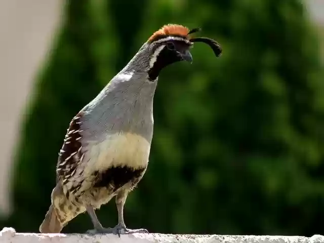 Free download Bird Quail Nature -  free photo or picture to be edited with GIMP online image editor