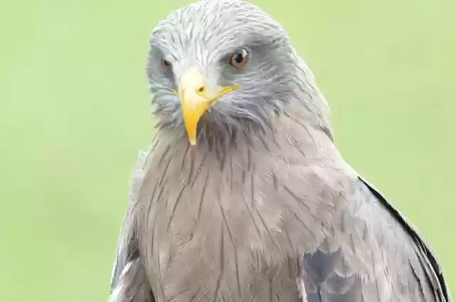 Free download Bird Raptor Kite -  free photo or picture to be edited with GIMP online image editor