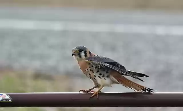 Free download bird red tailed hawk birdwatching free picture to be edited with GIMP free online image editor