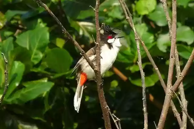 Free download Bird Red-Whiskered Bulbul -  free photo or picture to be edited with GIMP online image editor