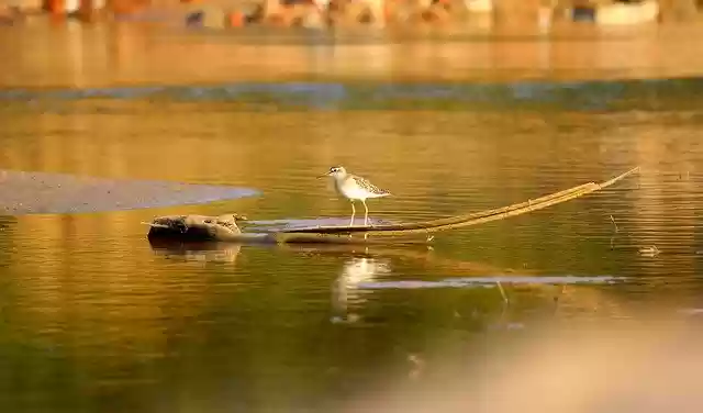 जीआईएमपी मुफ्त ऑनलाइन छवि संपादक के साथ संपादित करने के लिए पक्षी नदी वन्यजीव झील के दृश्य मुफ्त डाउनलोड करें