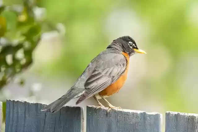 Free download bird robin perched plumage free picture to be edited with GIMP free online image editor