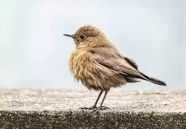 Free download bird robin small bird wildlife free picture to be edited with GIMP free online image editor