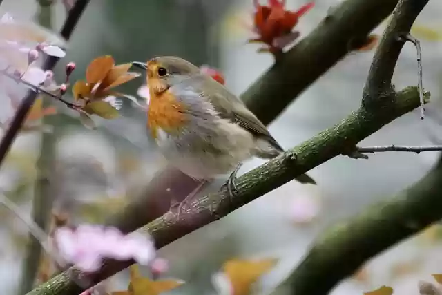 Free download bird robin songbird garden bird free picture to be edited with GIMP free online image editor