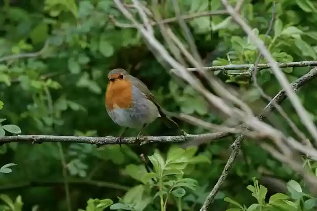 Free download bird robin songbird tree spring free picture to be edited with GIMP free online image editor