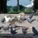Birds and geese share the yard  screen for extension Chrome web store in OffiDocs Chromium