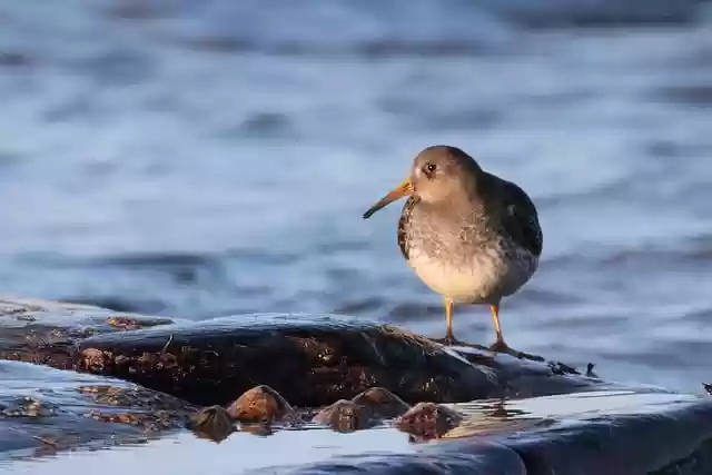 Free download bird sandpiper purple sandpiper free picture to be edited with GIMP free online image editor