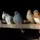 Birds and their pretty beaks  screen for extension Chrome web store in OffiDocs Chromium