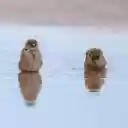Birds Bathing in the River  screen for extension Chrome web store in OffiDocs Chromium