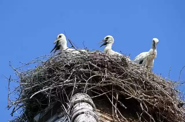Free download birds bird nest storks nest free picture to be edited with GIMP free online image editor