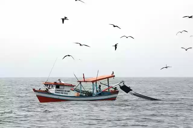 Free download birds boat vessel travel free picture to be edited with GIMP free online image editor
