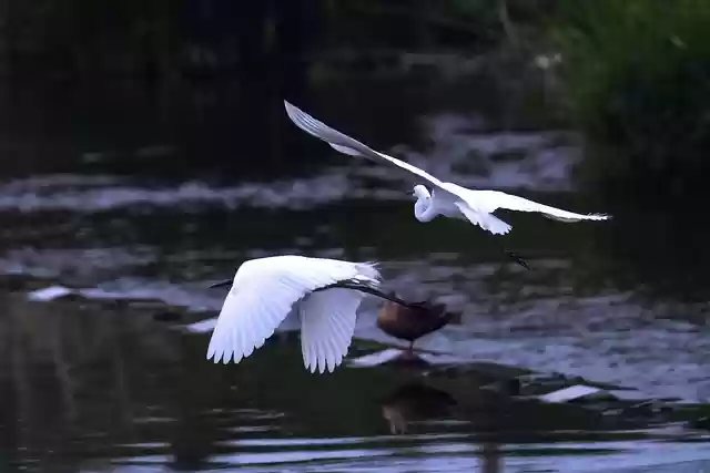 Free download birds common heron wing horn free picture to be edited with GIMP free online image editor
