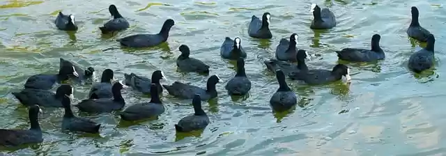 Free download birds coots feathers black beak free picture to be edited with GIMP free online image editor
