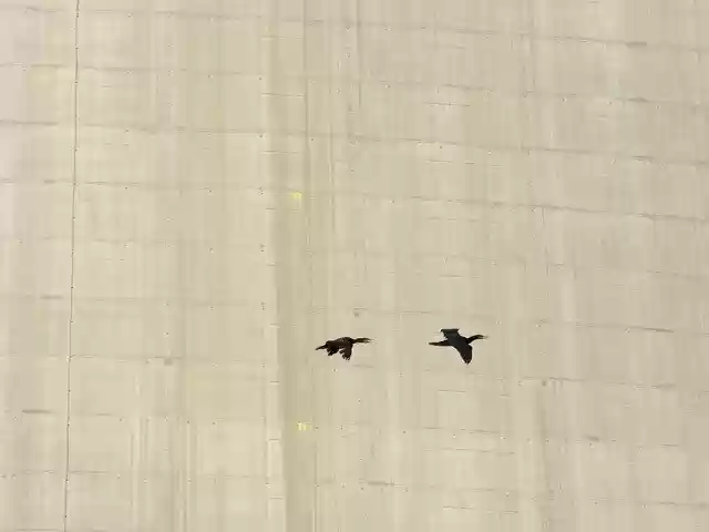 Free download Birds Cormorants Cement -  free free photo or picture to be edited with GIMP online image editor