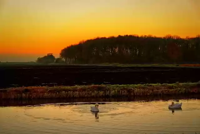 Free download birds countryside nature dusk free picture to be edited with GIMP free online image editor