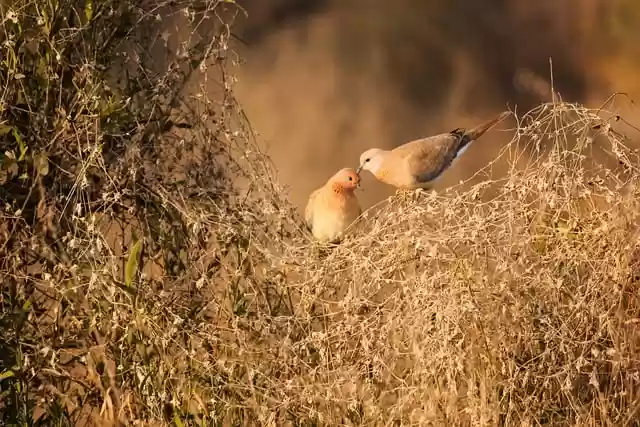 Free download birds doves india nature free picture to be edited with GIMP free online image editor