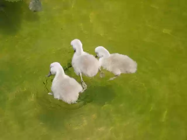 Free download Birds Ducklings Cygnets -  free photo or picture to be edited with GIMP online image editor