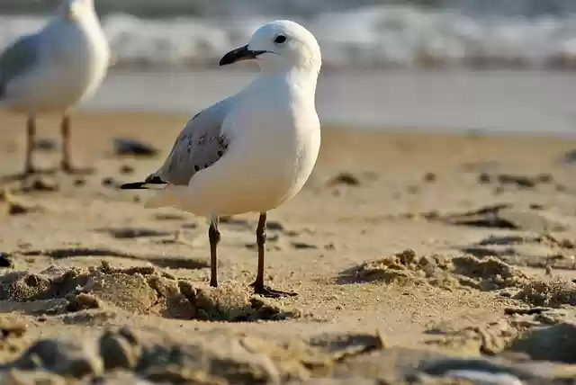 Free download bird sea goes creature free picture to be edited with GIMP free online image editor