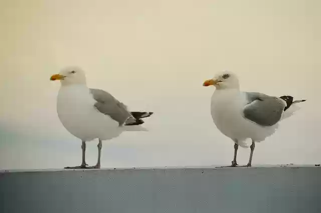 Free download Bird Seagull Gull -  free photo or picture to be edited with GIMP online image editor