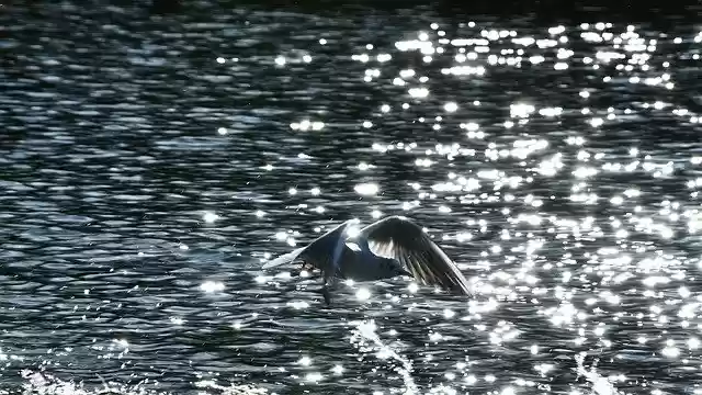 Free download Bird Seagull River -  free photo or picture to be edited with GIMP online image editor