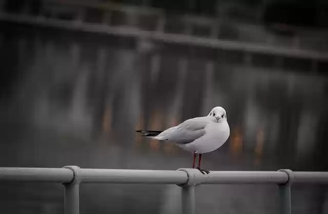 Free download bird seagull sea animal ankara free picture to be edited with GIMP free online image editor