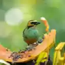 Birds eat fruit  screen for extension Chrome web store in OffiDocs Chromium