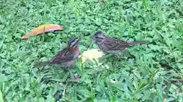 Free download Birds Feathers Squab free video to be edited with OpenShot online video editor