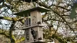 Free download Birds Feeding Woodpecker Great -  free video to be edited with OpenShot online video editor