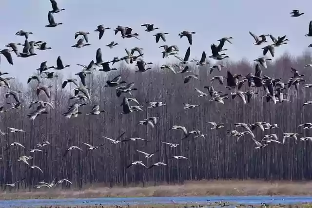 Free download birds flock species fauna avian free picture to be edited with GIMP free online image editor